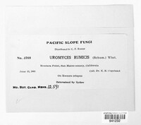 Uromyces rumicis image